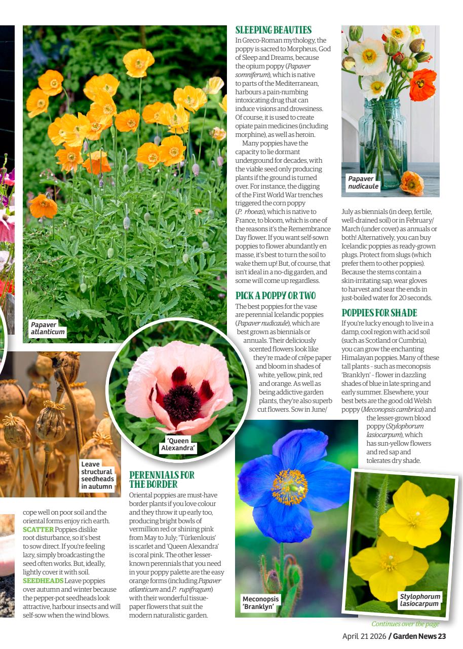 Garden News Preview Pages