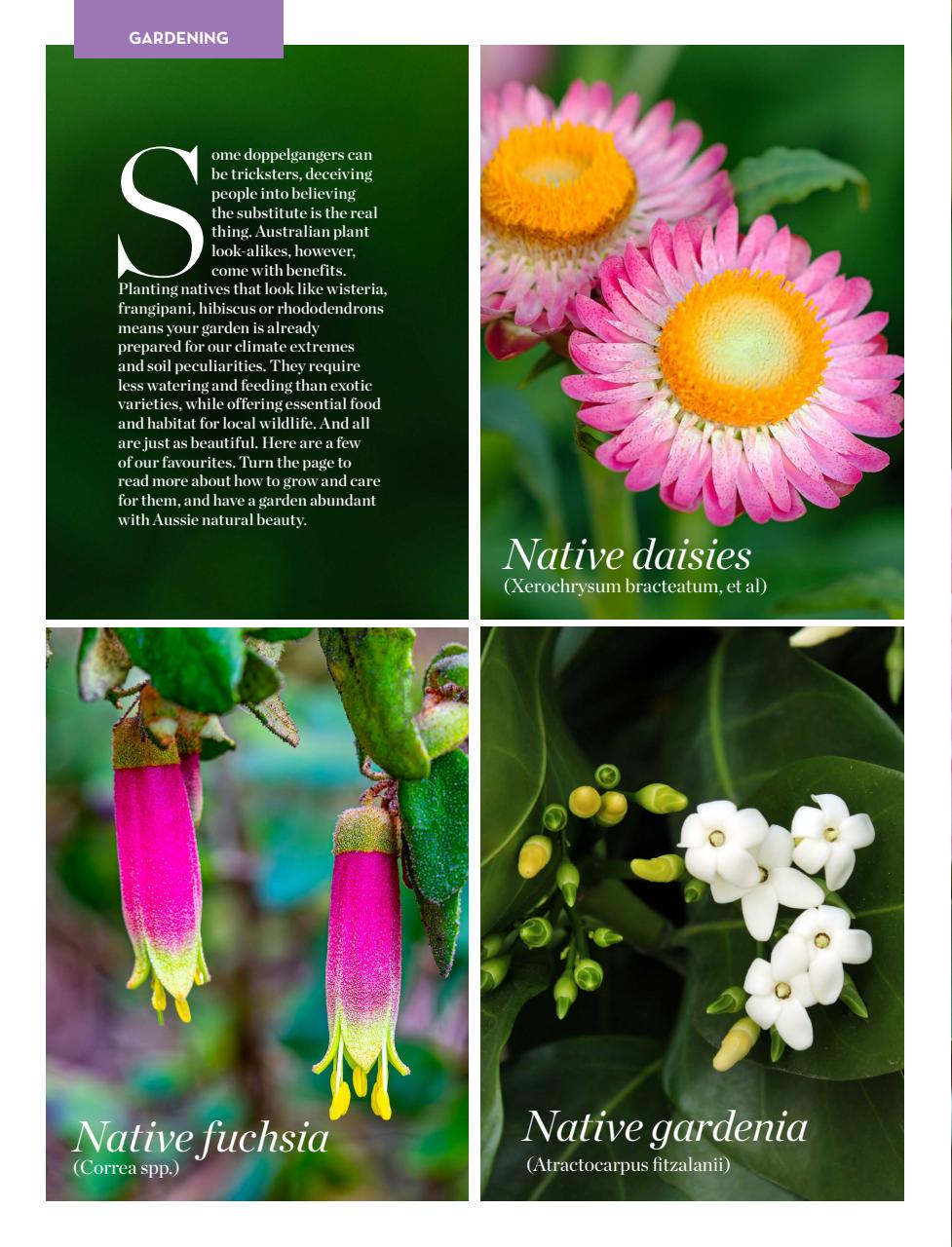 Better Homes and Gardens (Aus) Preview Pages