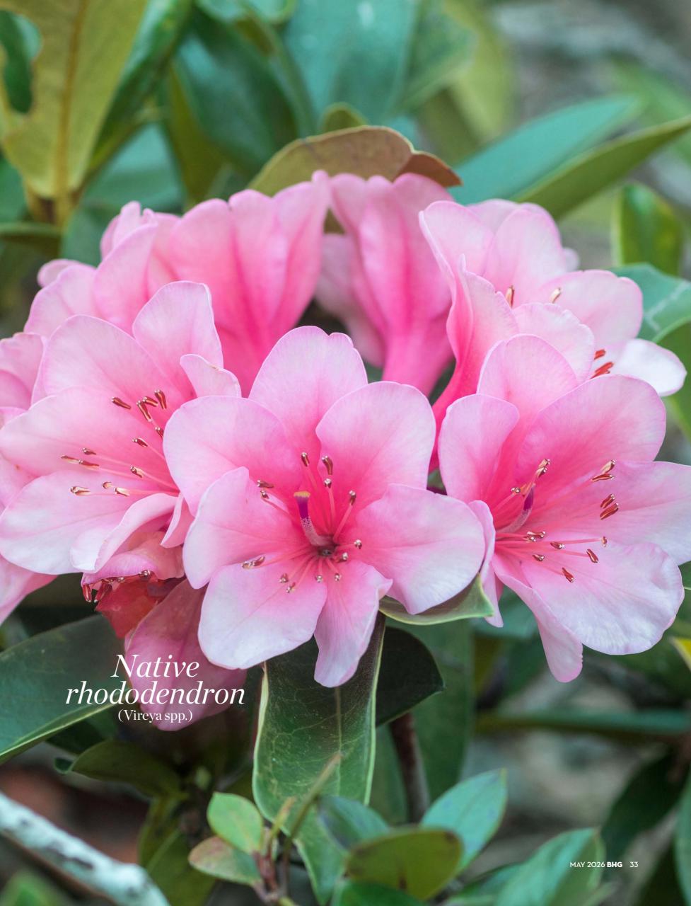 Better Homes and Gardens (Aus) Preview Pages