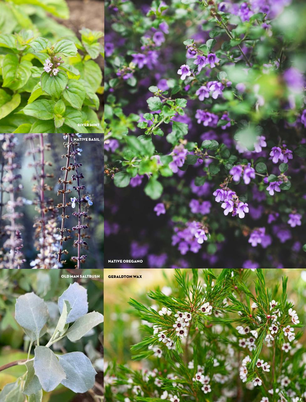 Better Homes and Gardens (Aus) Preview Pages