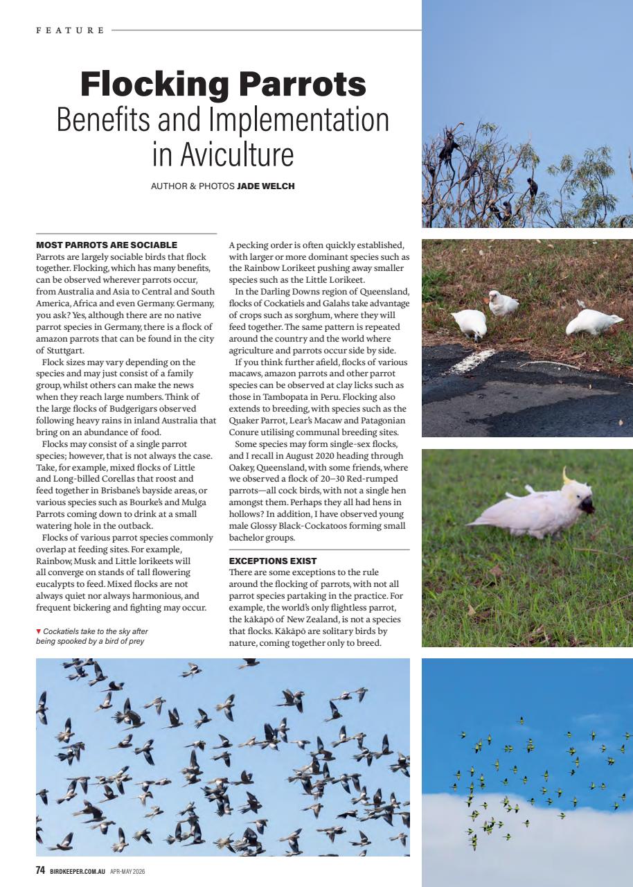 Australian Birdkeeper Magazine Preview Pages