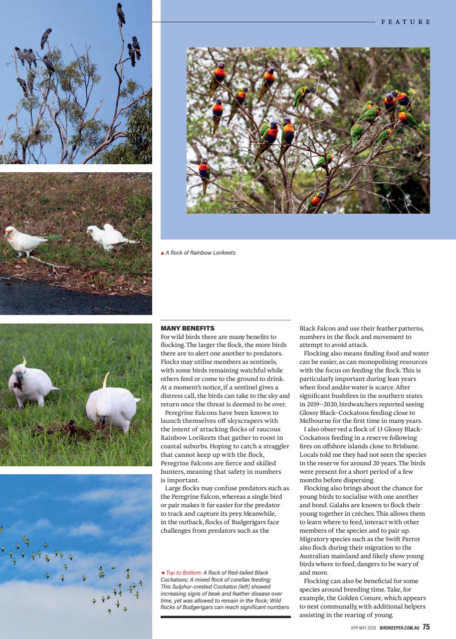 Australian Birdkeeper Magazine Preview Pages