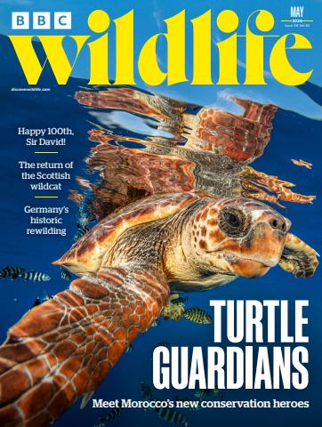 BBC Wildlife Magazine issue May 2026