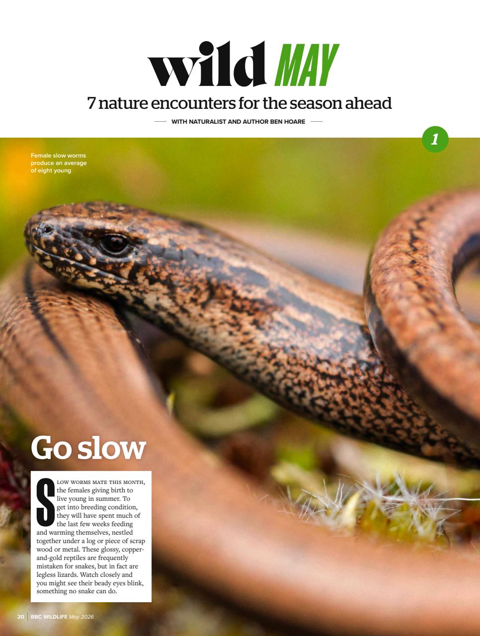 BBC Wildlife Magazine Preview Pages