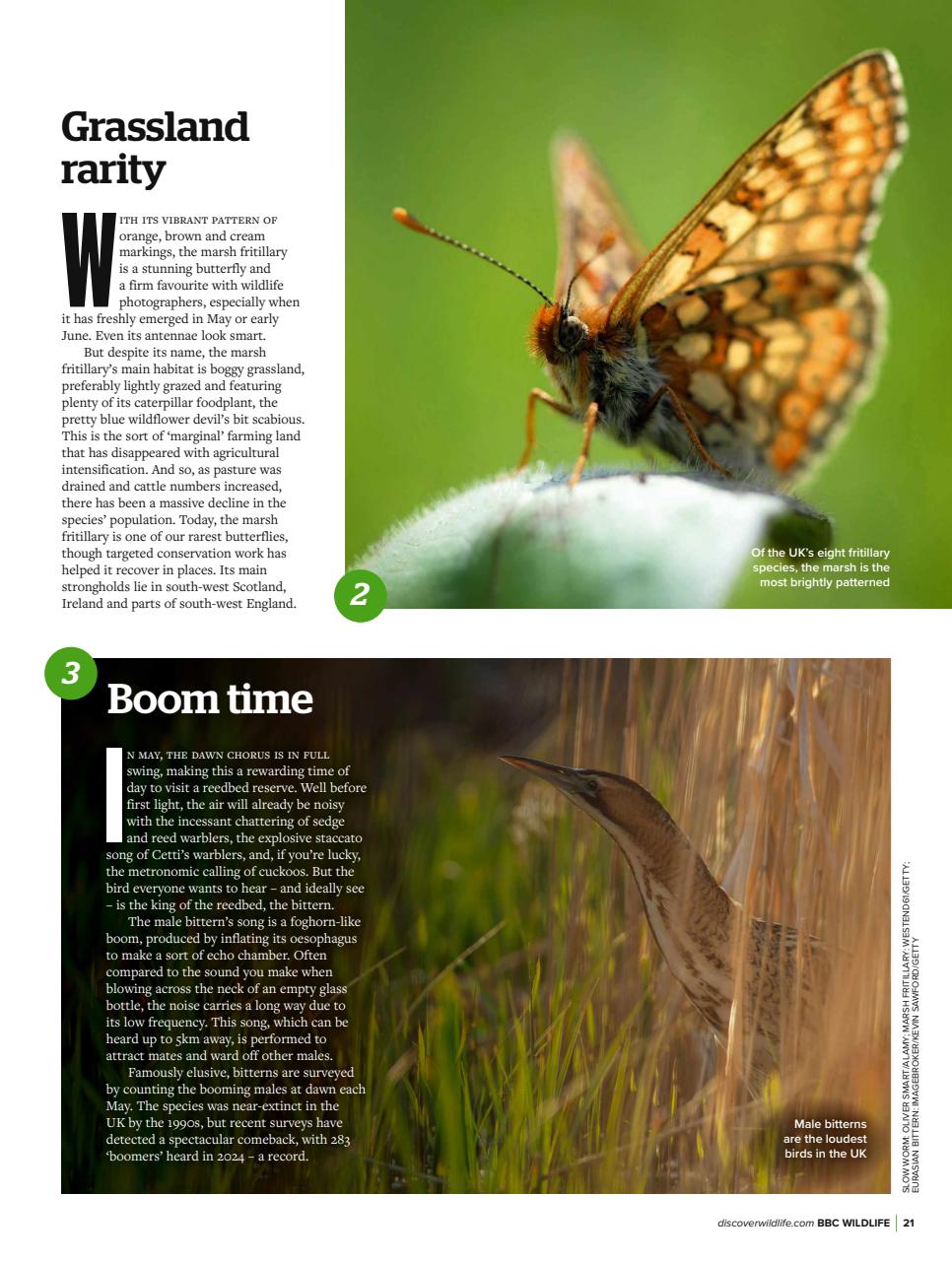 BBC Wildlife Magazine Preview Pages