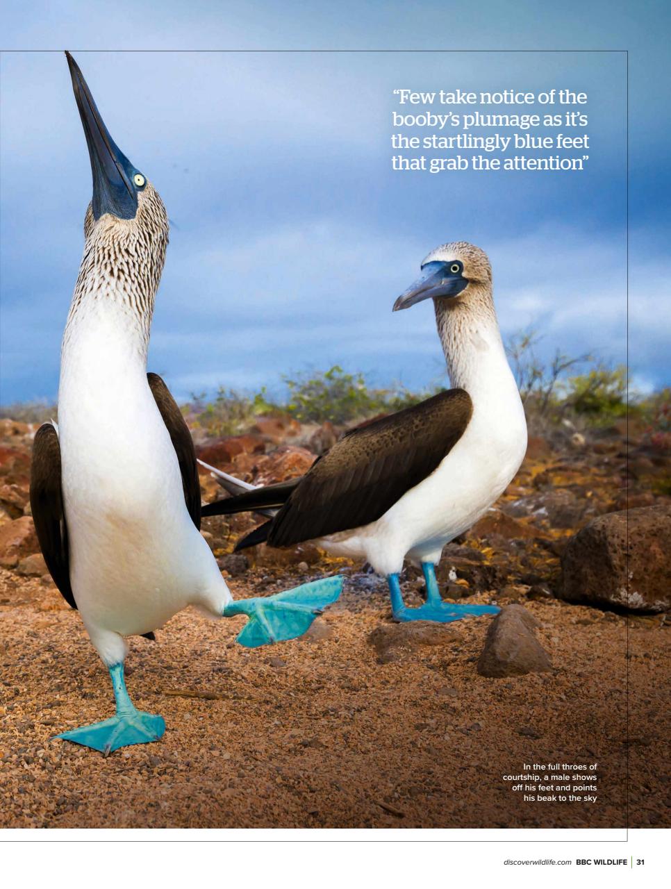 BBC Wildlife Magazine Preview Pages