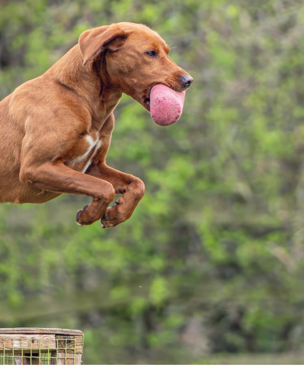 Gundog Journal Preview Pages