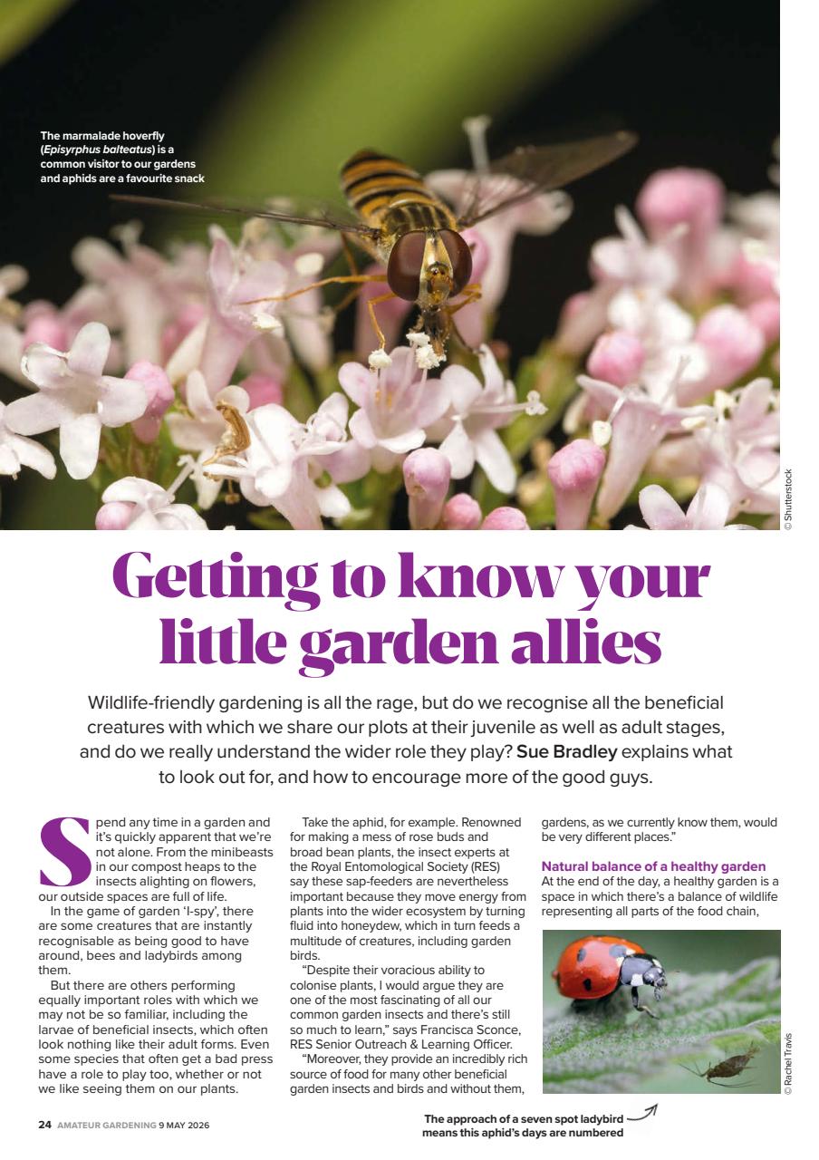 Amateur Gardening Preview Pages