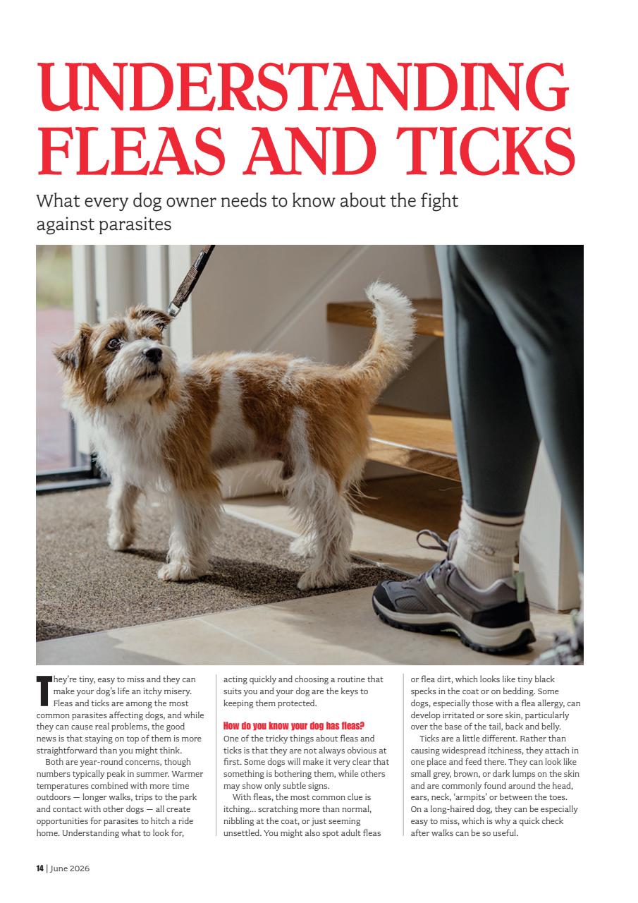 Your Dog Preview Pages