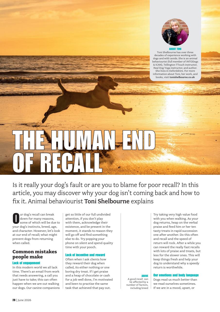 Your Dog Preview Pages