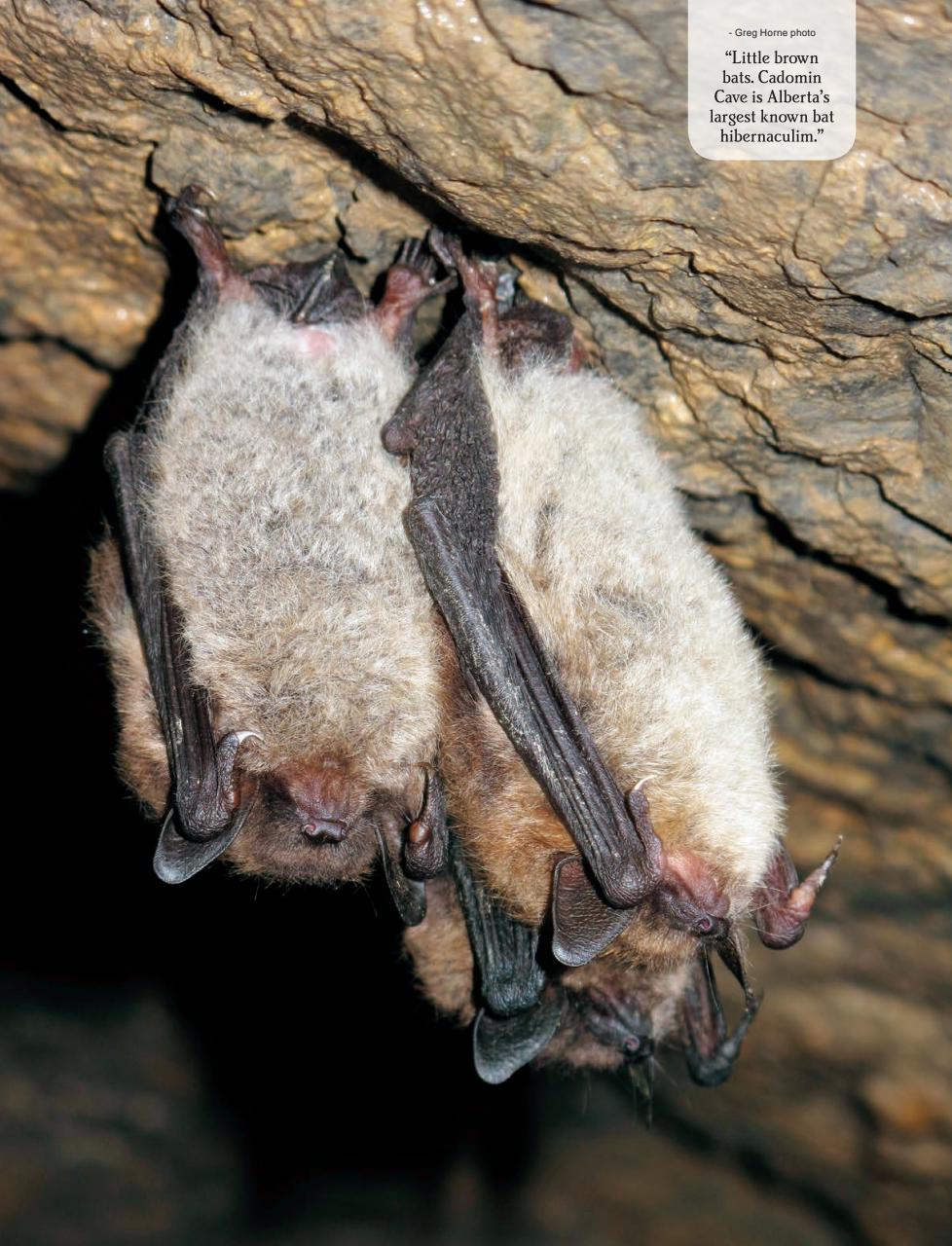 Alberta Outdoors Preview Pages