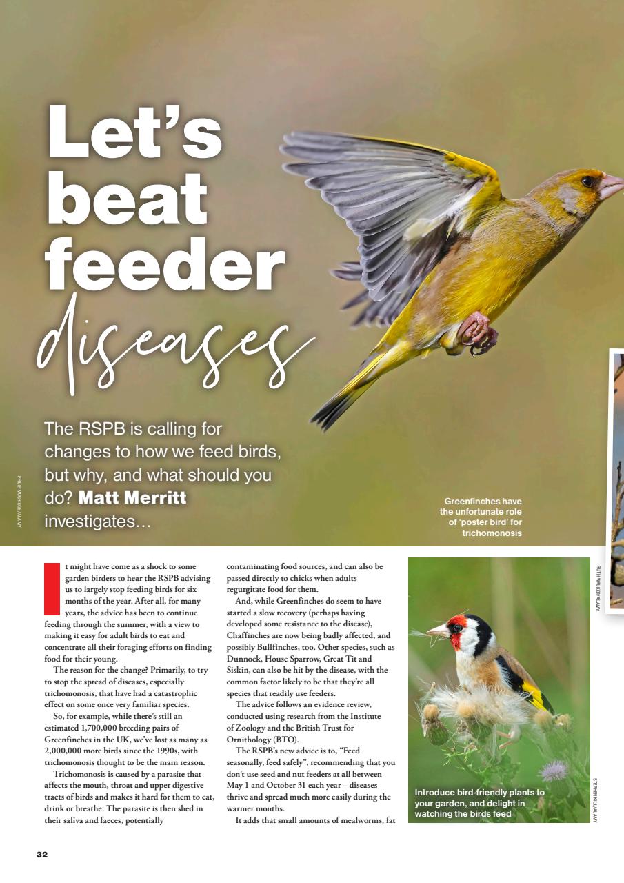 Bird Watching Preview Pages