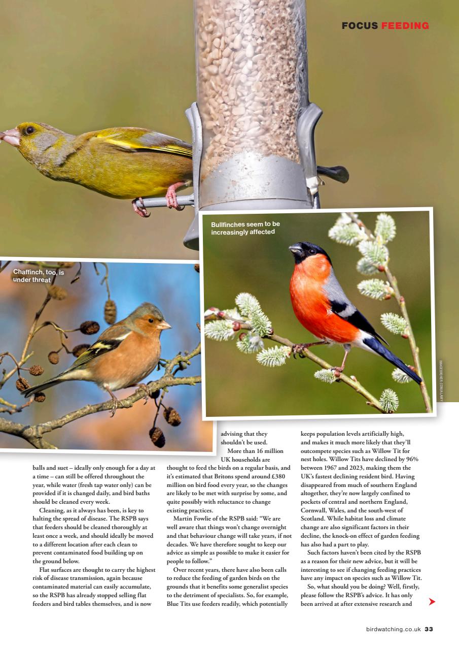 Bird Watching Preview Pages