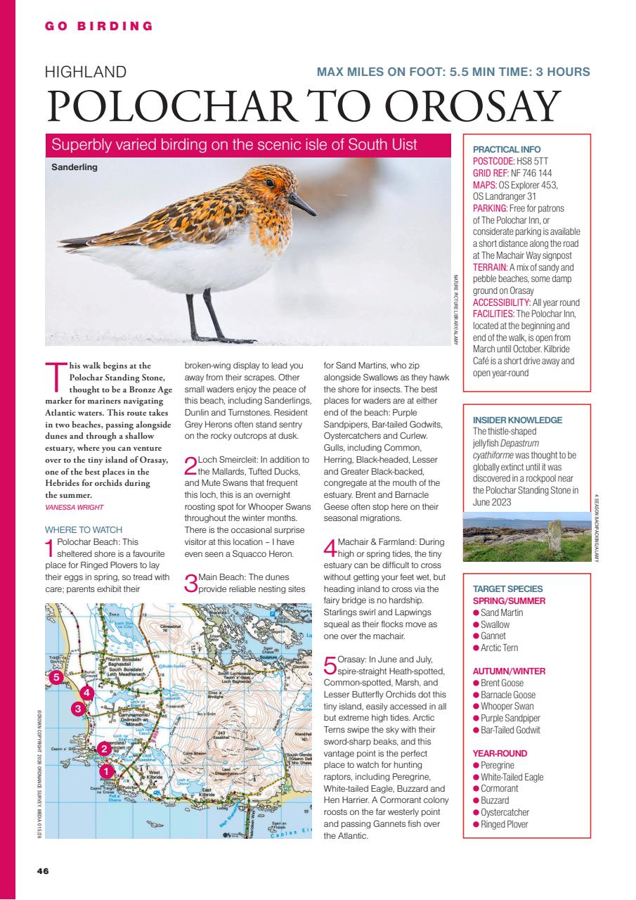 Bird Watching Preview Pages