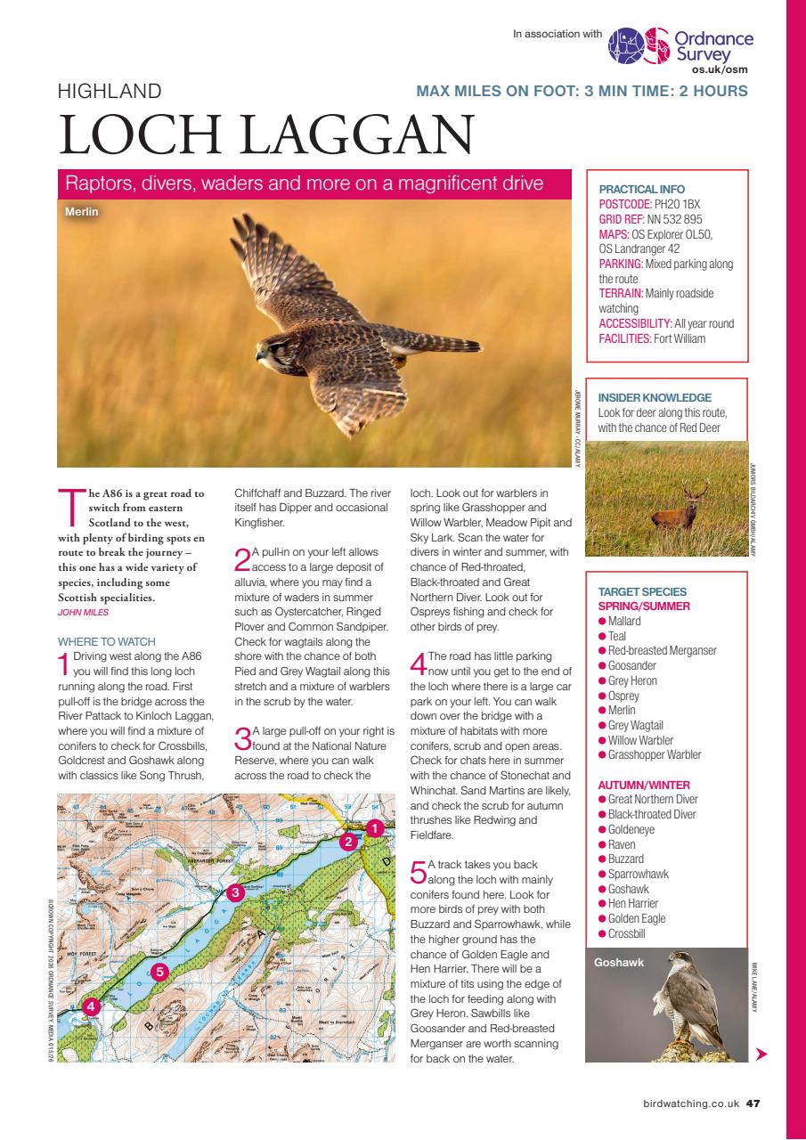 Bird Watching Preview Pages