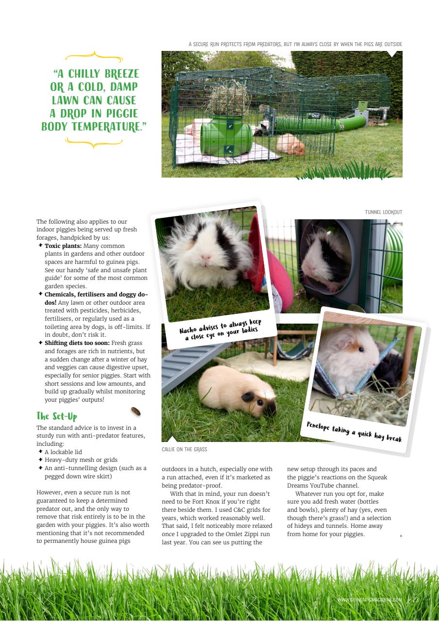 Guinea Pig Magazine Preview Pages