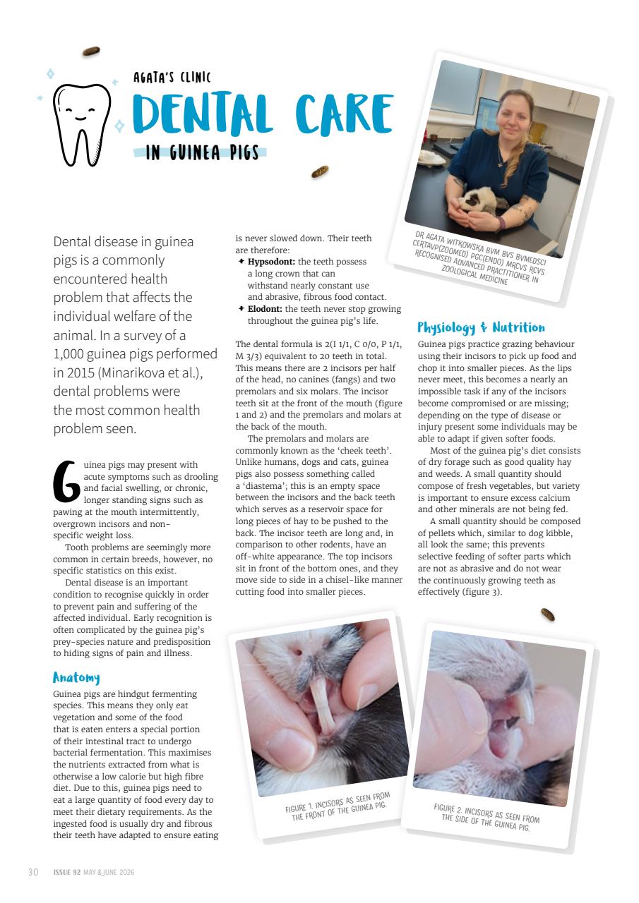 Guinea Pig Magazine Preview Pages