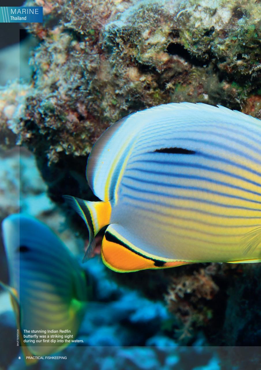 Practical Fishkeeping Preview Pages