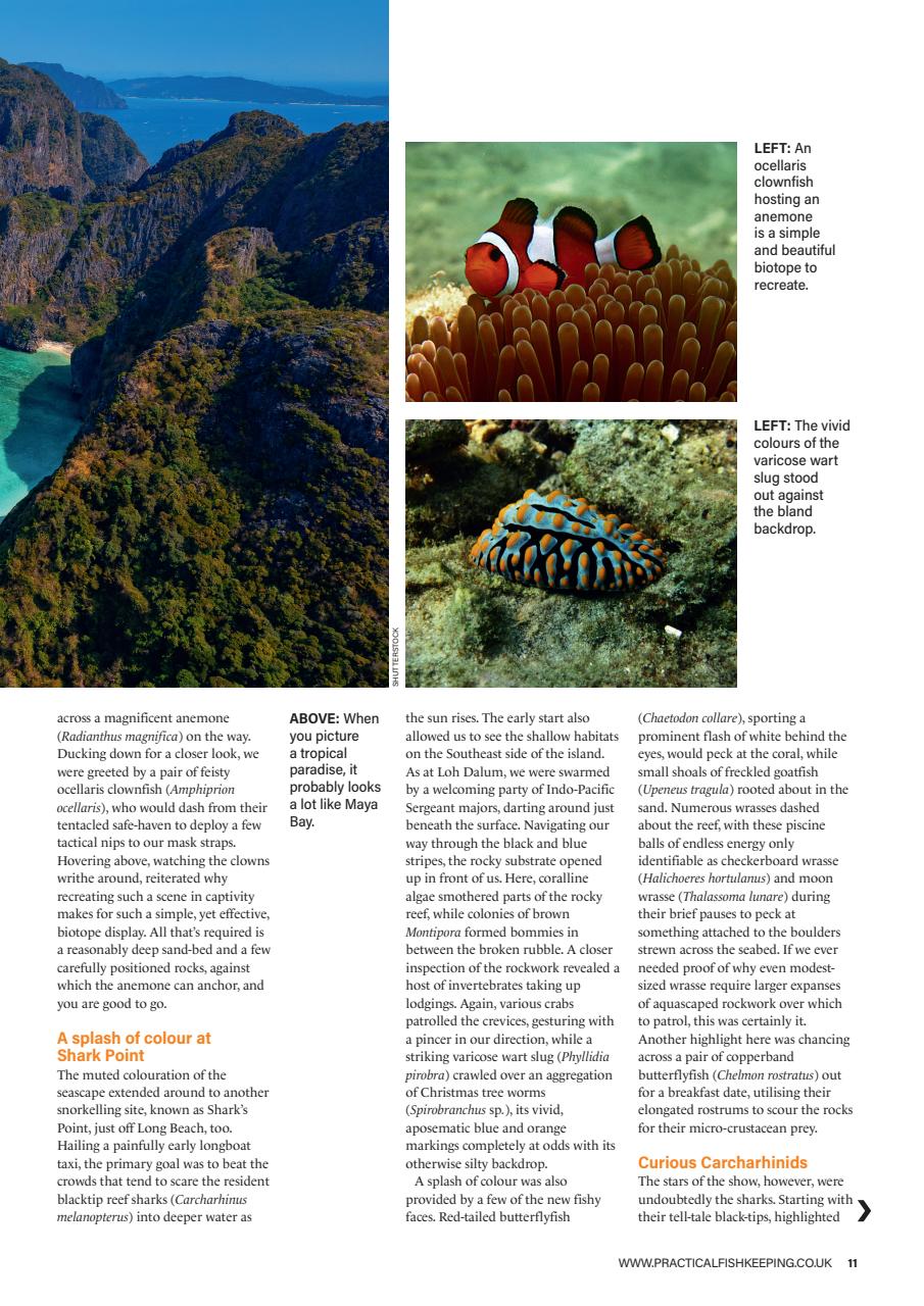 Practical Fishkeeping Preview Pages
