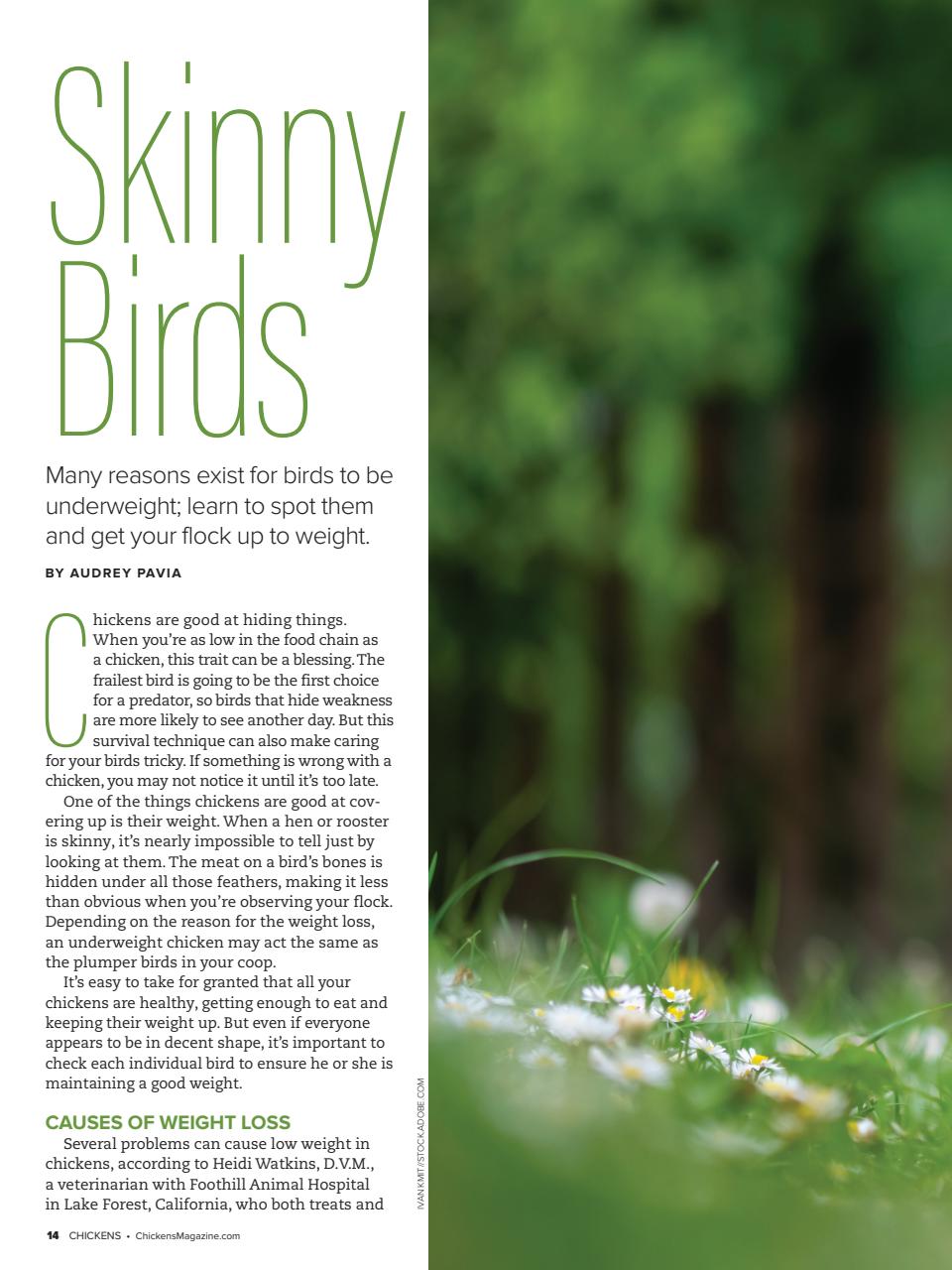 Chickens Magazine Preview Pages