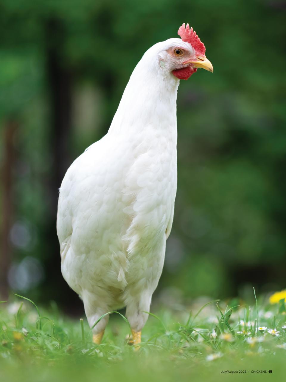 Chickens Magazine Preview Pages