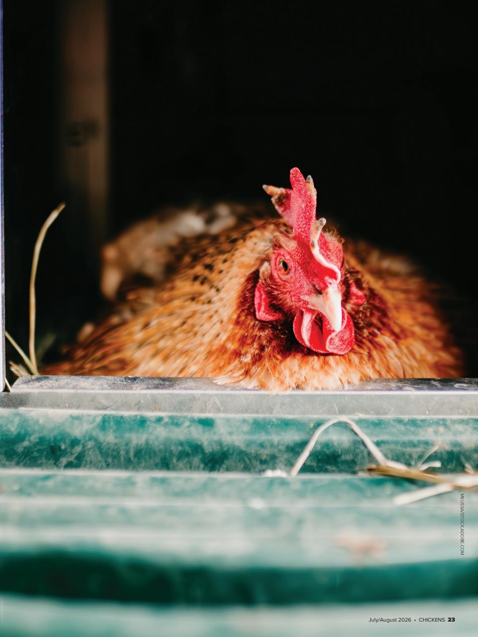Chickens Magazine Preview Pages