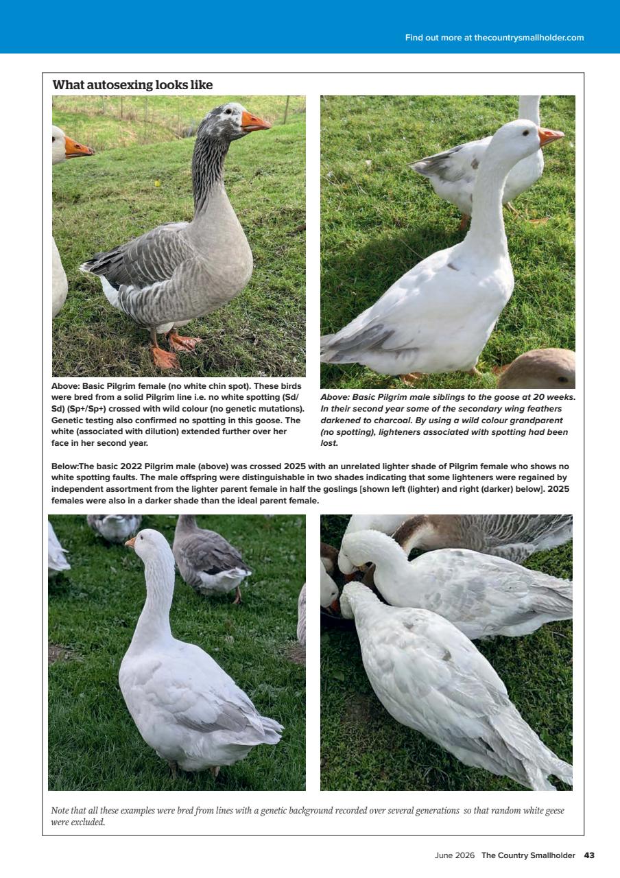 The Country Smallholder Preview Pages