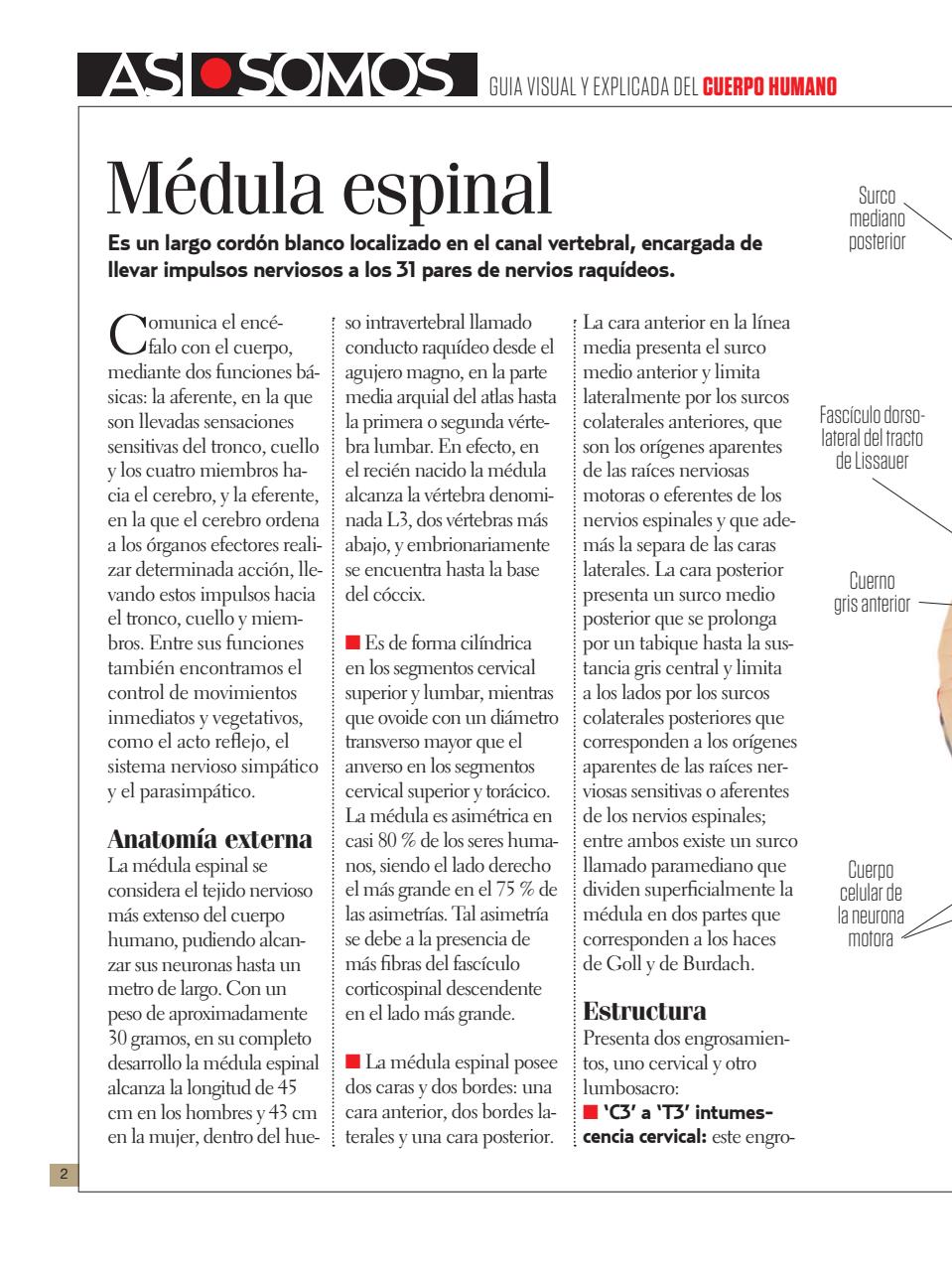Asi Somos - el Cuerpo Humano  Preview Pages