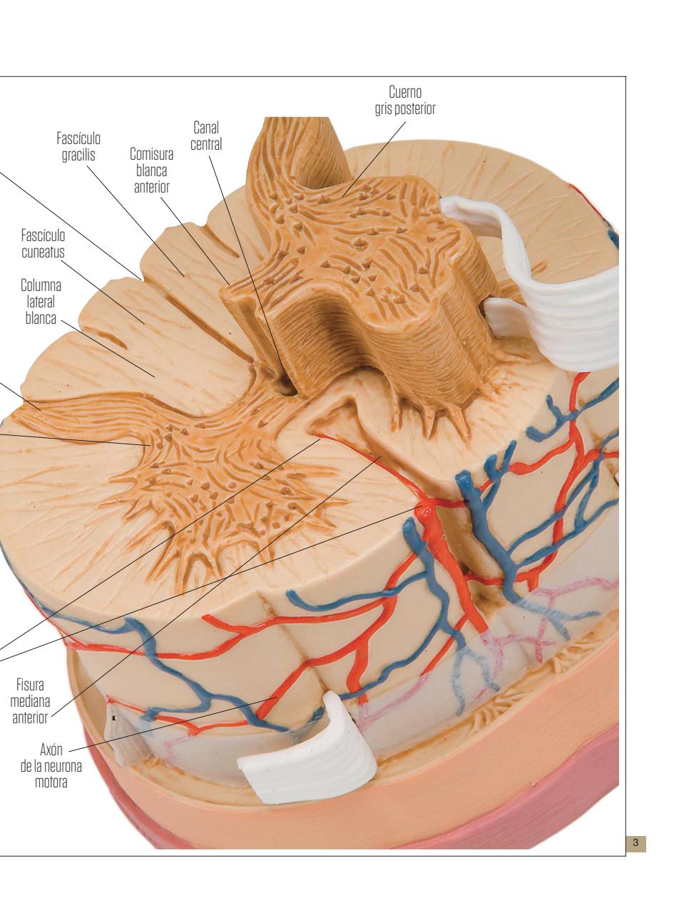 Asi Somos - el Cuerpo Humano  Preview Pages