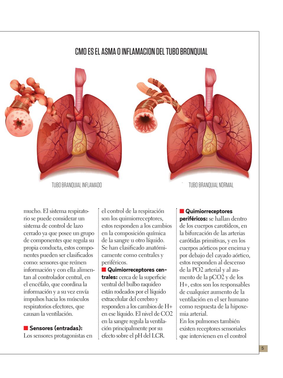Asi Somos - el Cuerpo Humano  Preview Pages