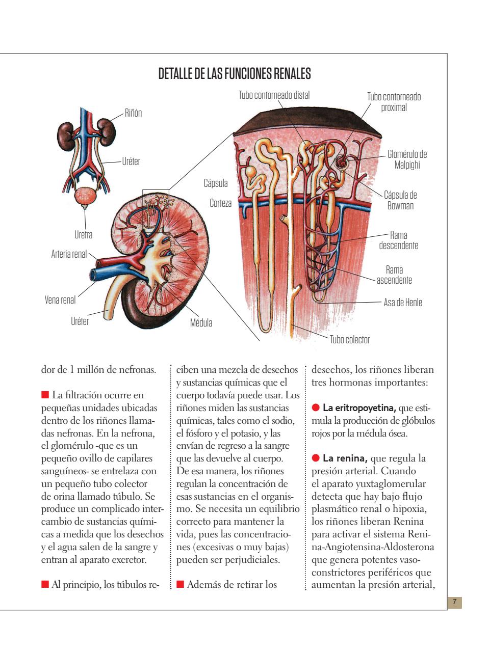 Asi Somos - el Cuerpo Humano  Preview Pages