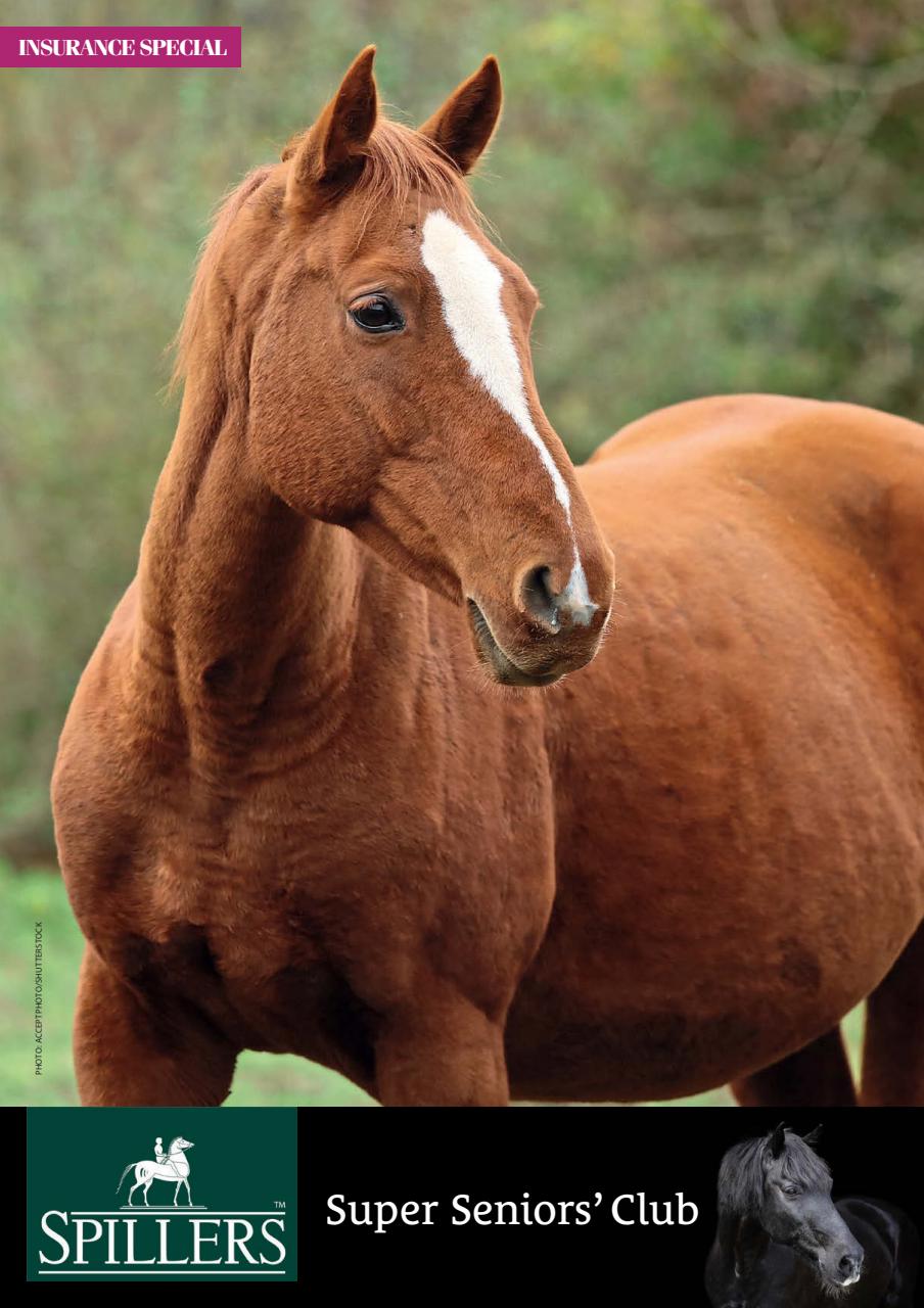 Your Horse Preview Pages