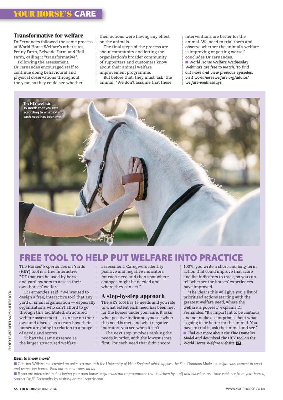 Your Horse Preview Pages