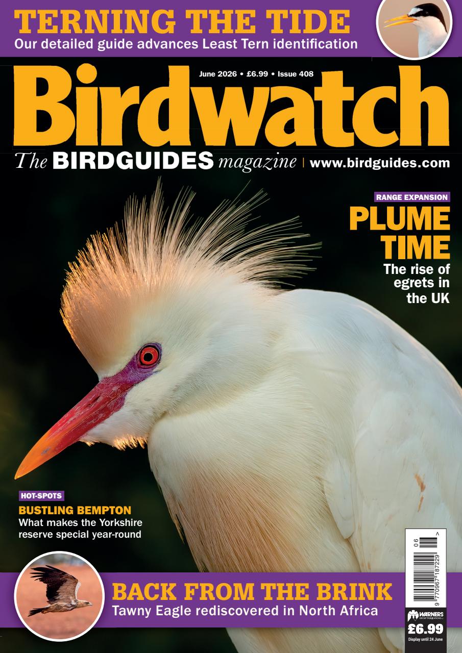Birdwatch Magazine Preview Pages