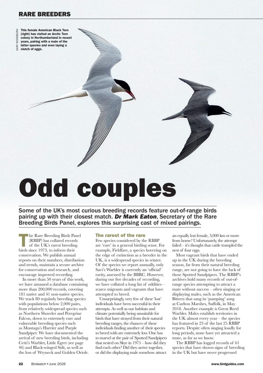 Birdwatch Magazine Preview Pages
