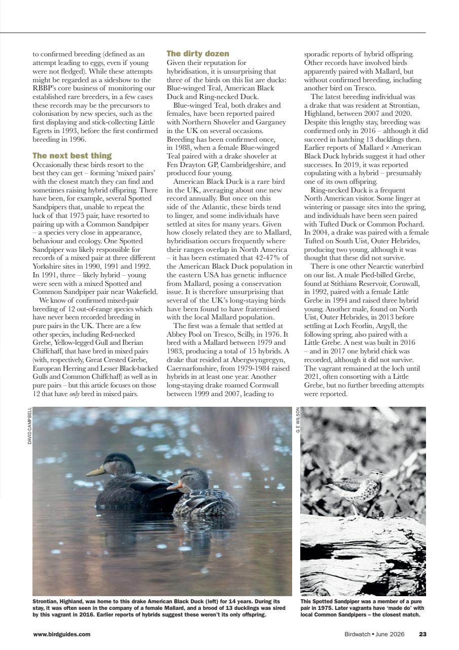Birdwatch Magazine Preview Pages