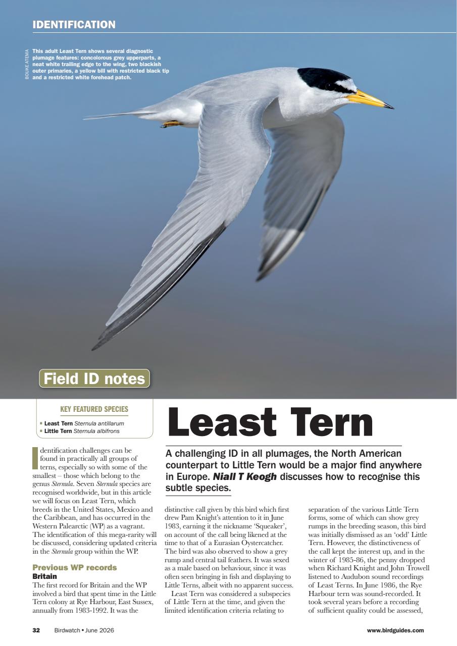 Birdwatch Magazine Preview Pages