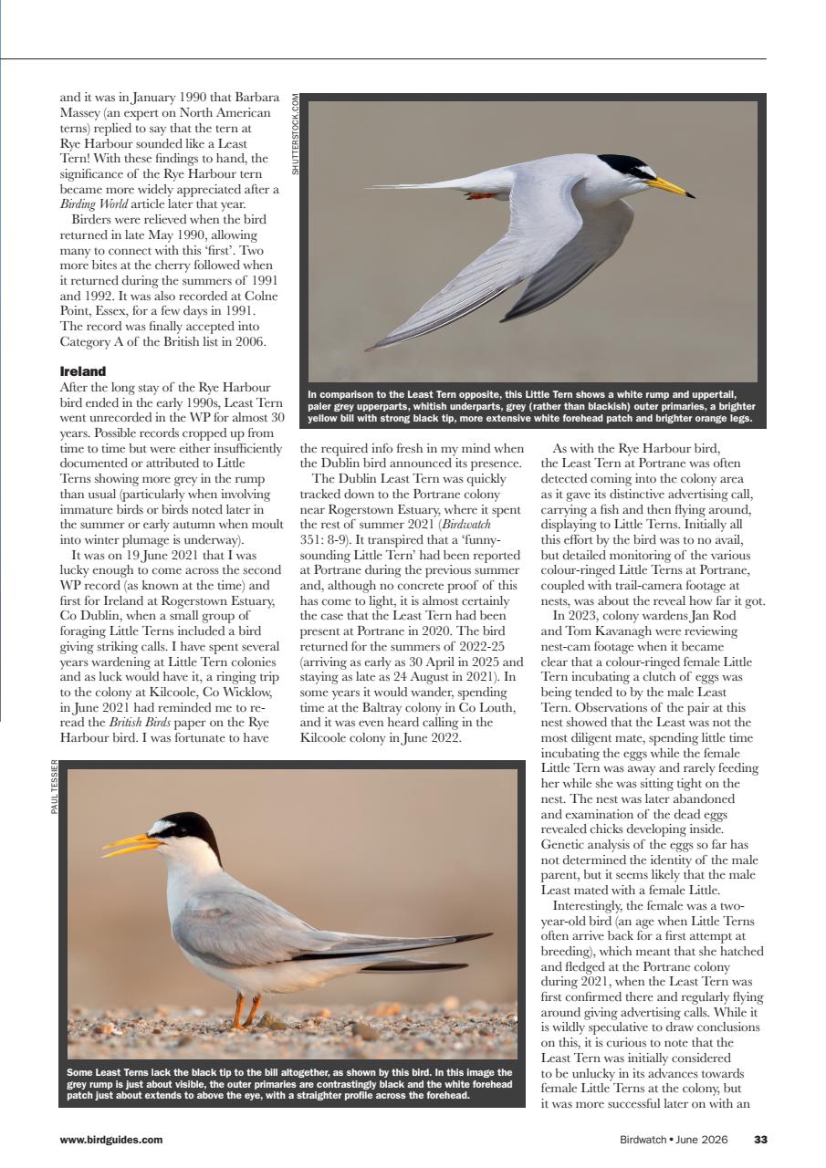 Birdwatch Magazine Preview Pages