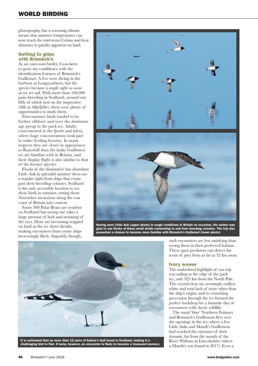 Birdwatch Magazine Preview Pages