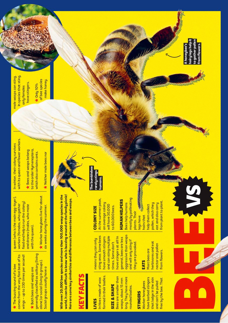 What on Earth! Magazine Preview Pages
