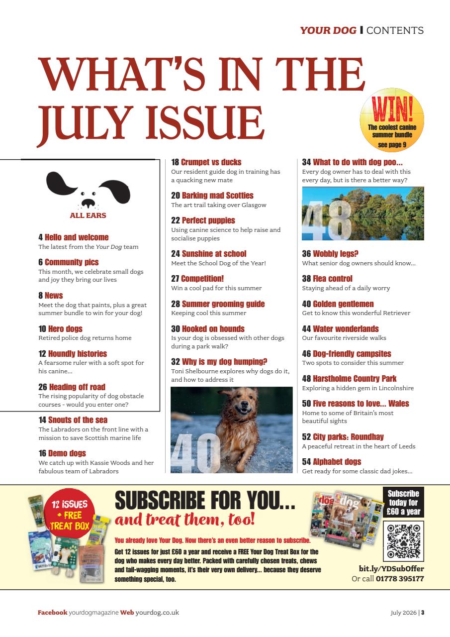 Your Dog Preview Pages