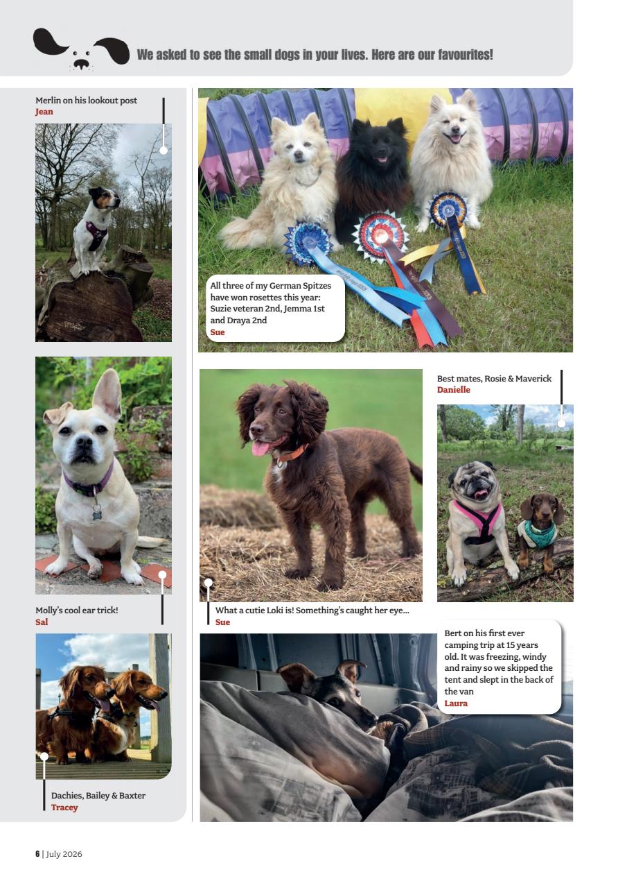 Your Dog Preview Pages