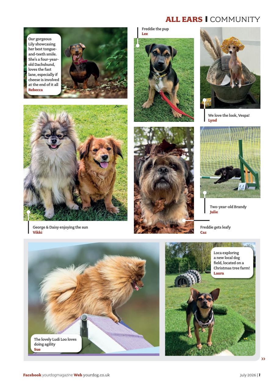 Your Dog Preview Pages