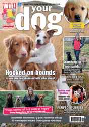 Your Dog Complete Your Collection Cover 1