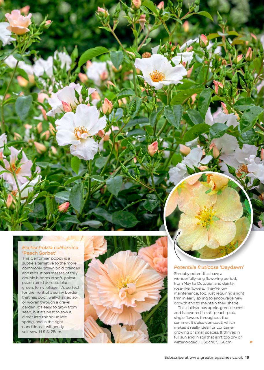 Garden Answers Preview Pages
