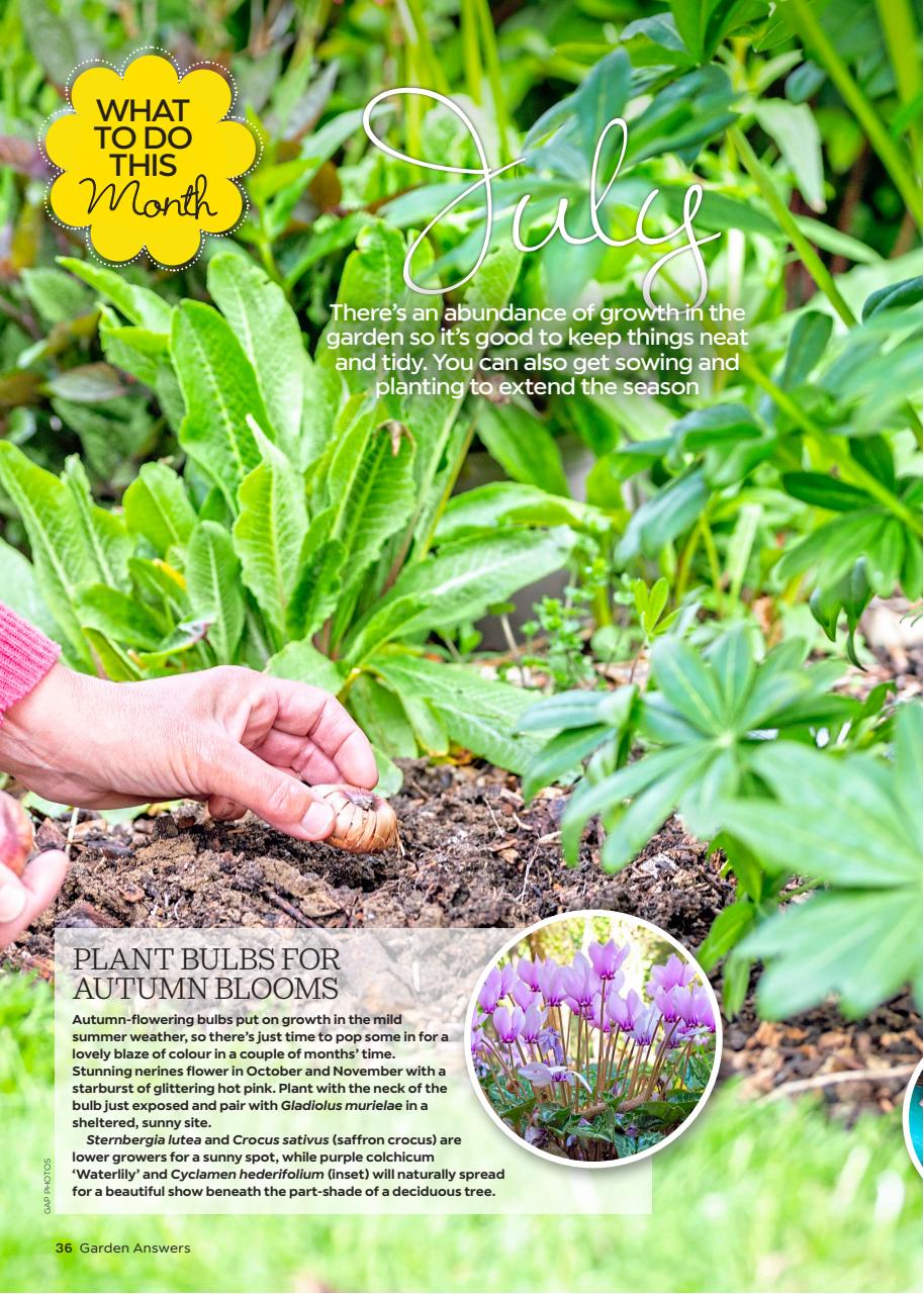 Garden Answers Preview Pages