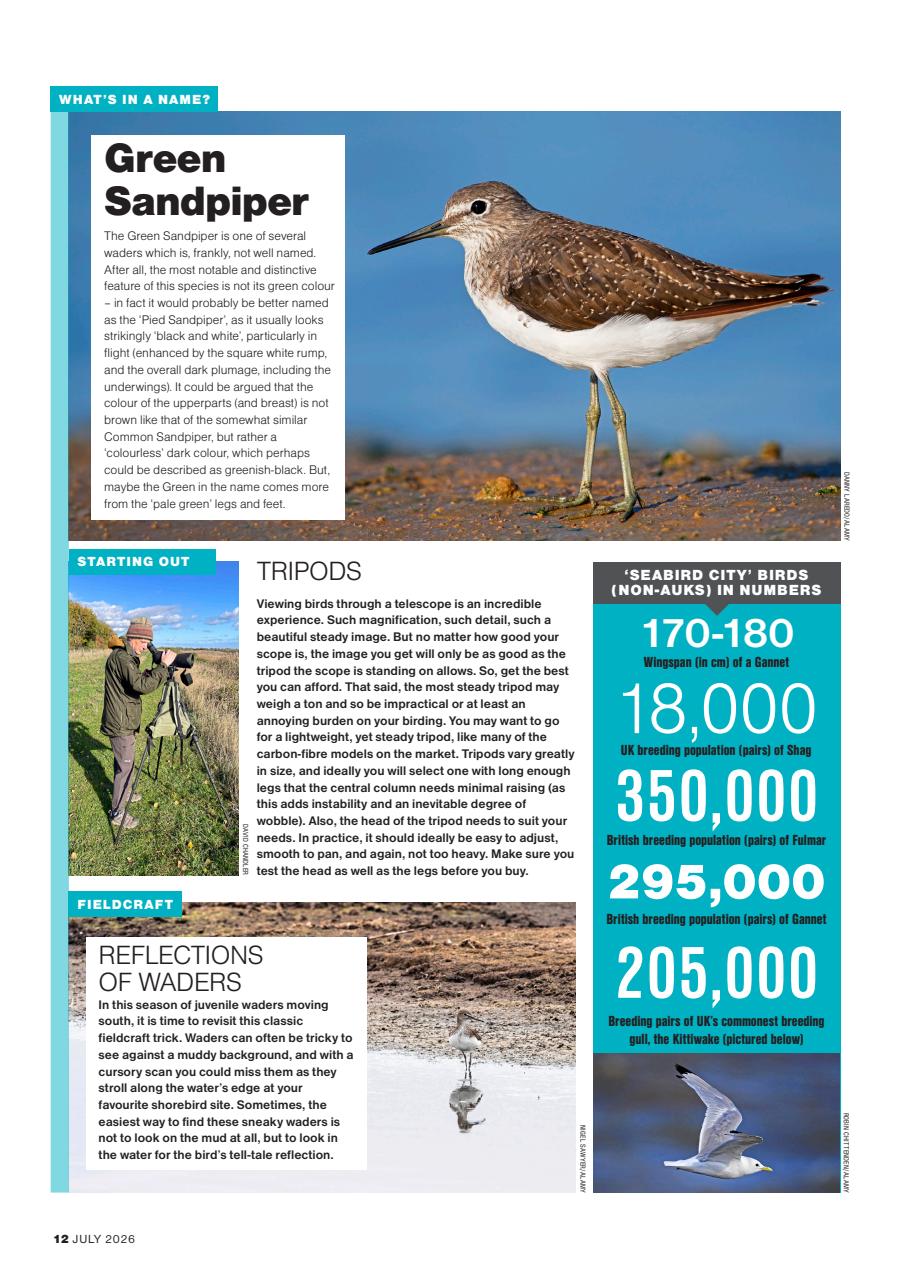 Bird Watching Preview Pages
