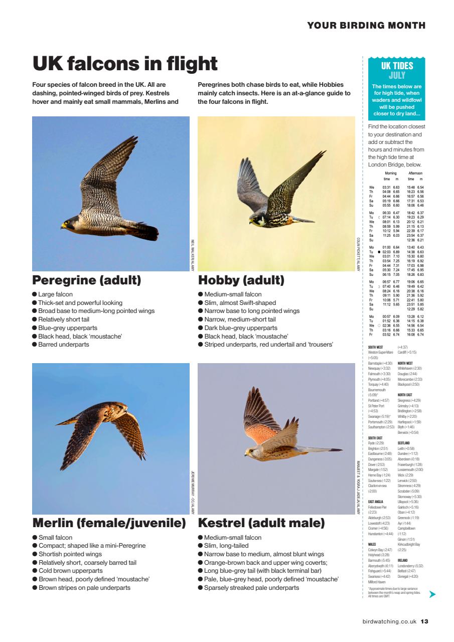 Bird Watching Preview Pages