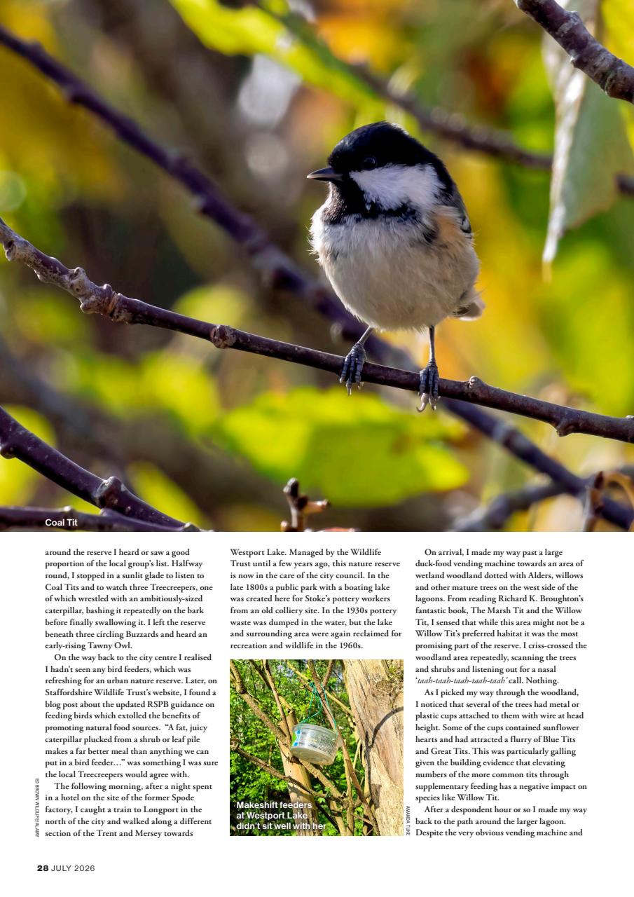 Bird Watching Preview Pages