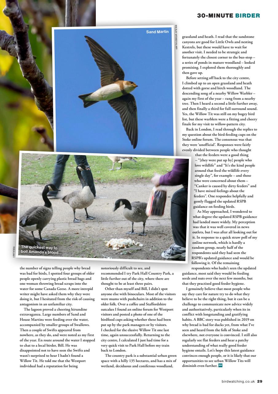 Bird Watching Preview Pages